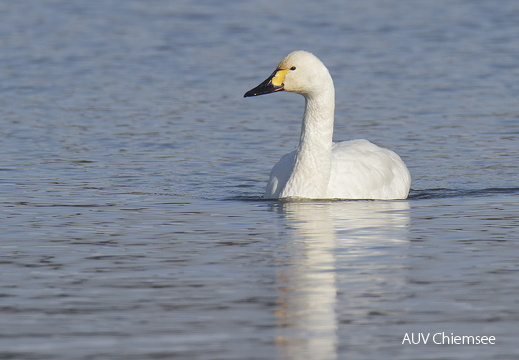 Zwergschwan -1-