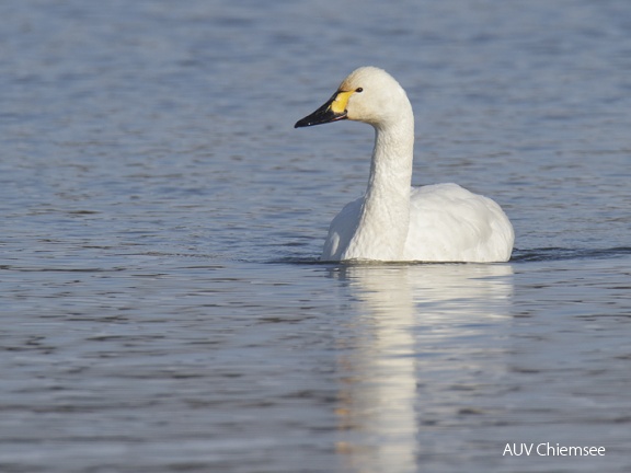 Zwergschwan -1-