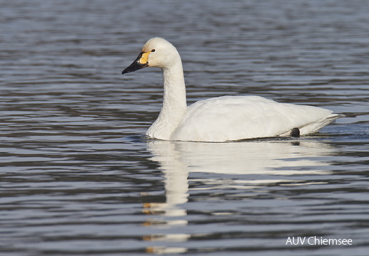 Zwergschwan -3-