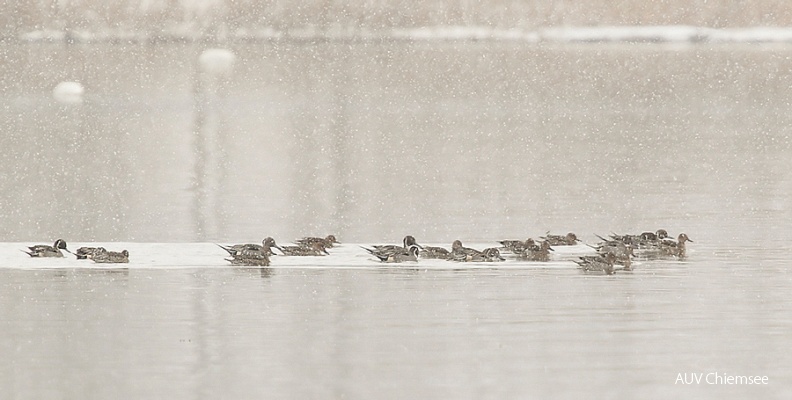 AktNatBeo-110126-mm-HB-Spie__enten_085_Manitz.jpg