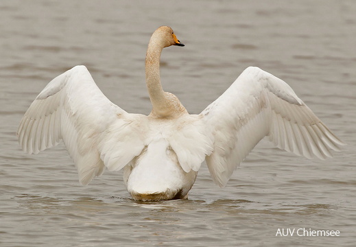 Singschwan - Stunde (Fotoserie)