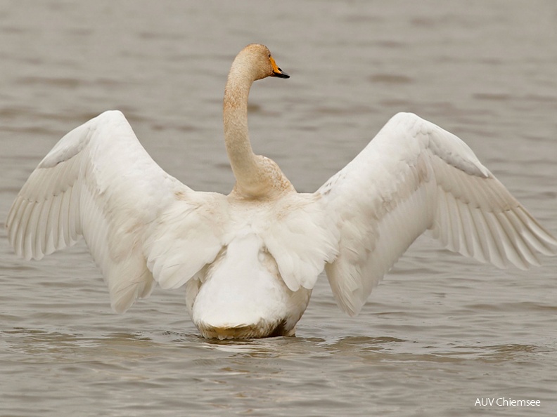 Singschwan - Stunde (Fotoserie)