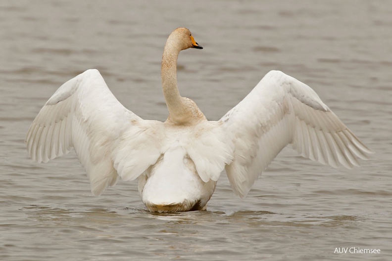 AktNatBeo-110215-mm-Singschwan_273_Manitz.jpg