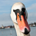 Höckerschwan - Portrait (Fotoserie)