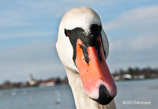Höckerschwan - Portrait (Fotoserie)
