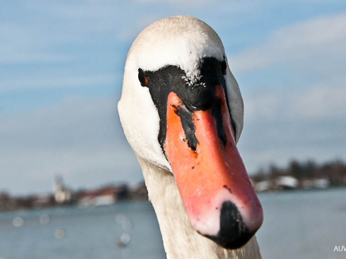 Höckerschwan - Portrait (Fotoserie)