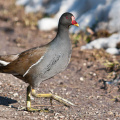 Teichhuhn (Fotoserie)