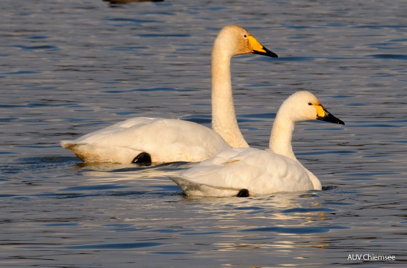 Singschwan &amp; Zwergschwan (Fotoserie)