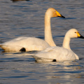 Singschwan &amp; Zwergschwan (Fotoserie)