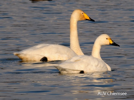 Singschwan &amp; Zwergschwan (Fotoserie)