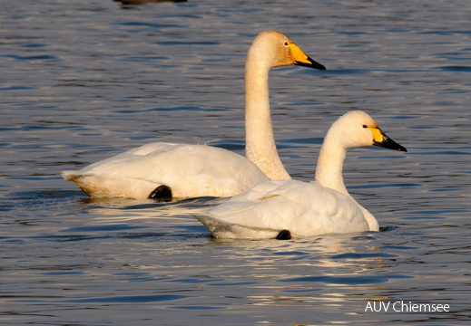 Singschwan &amp; Zwergschwan (Fotoserie)