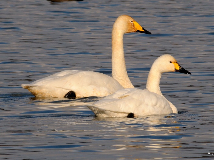 Singschwan &amp; Zwergschwan (Fotoserie)