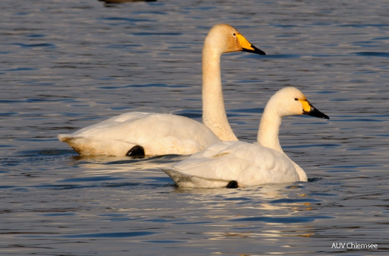 AktNatBeo-110123-jz-HB-Sing-_amp_Zwergschwan_JZI_5074.jpg