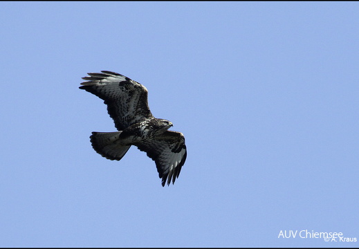 Mäusebussard (Fotoserie)