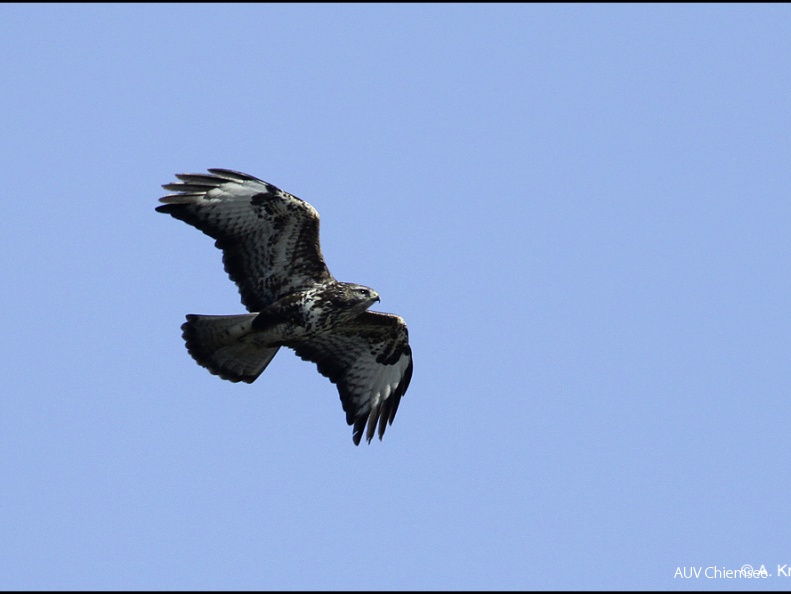 Mäusebussard (Fotoserie)