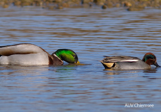 Stockente und Krickente (Fotoserie)