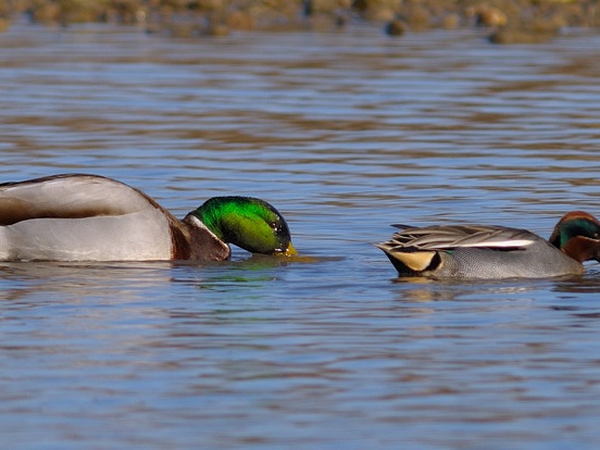 Stockente und Krickente (Fotoserie)