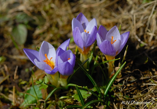 Krokusse