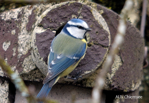 Blaumeise (Fotoserie)