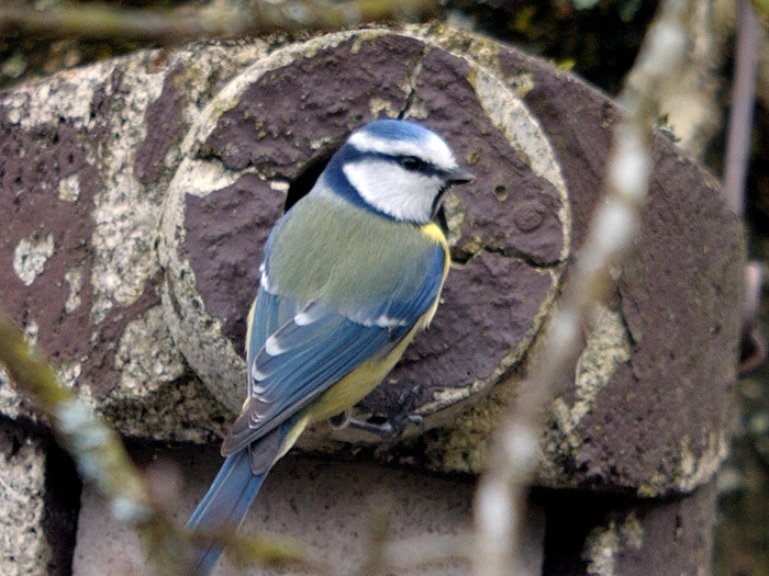 Blaumeise (Fotoserie)