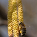 Haselnuss mit Biene