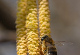 Haselnuss mit Biene
