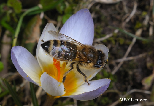 Krokus mit Biene