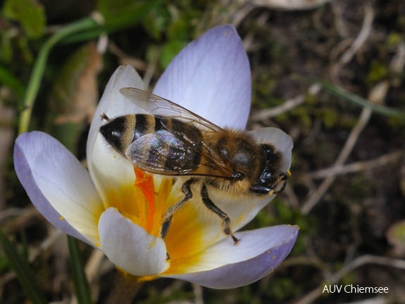 Krokus mit Biene