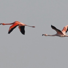 Flamingos ...