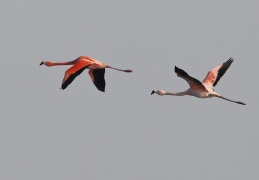 Flamingos ...