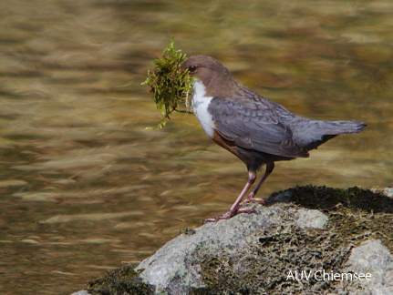 Wasseramsel