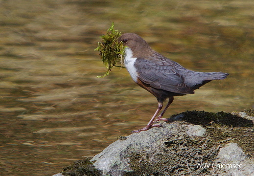 Wasseramsel
