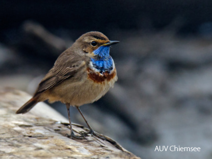 Blaukehlchen ...