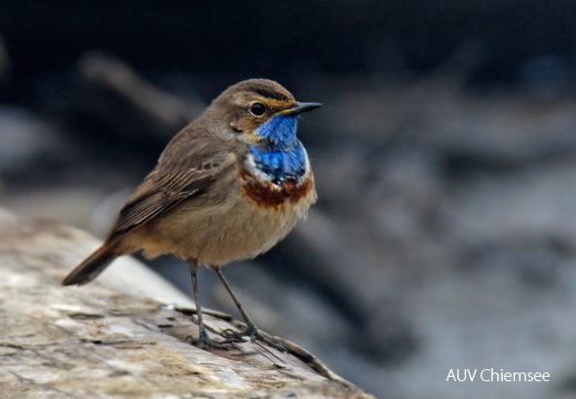 Blaukehlchen ...