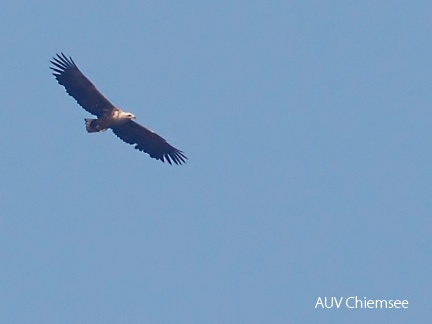 Seeadler