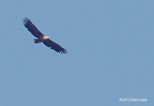 Seeadler