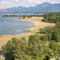 Herreninsel großes Schilfareal