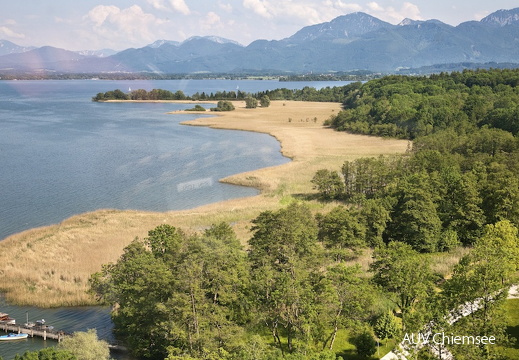 Herreninsel großes Schilfareal