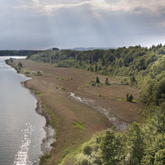 Herreninsel - südlicher Uferstreifen