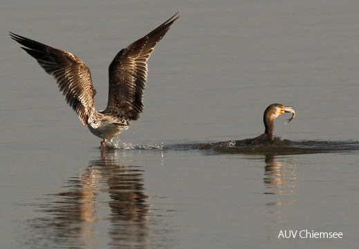 Kormoran und Mittelmeermöwe  ...