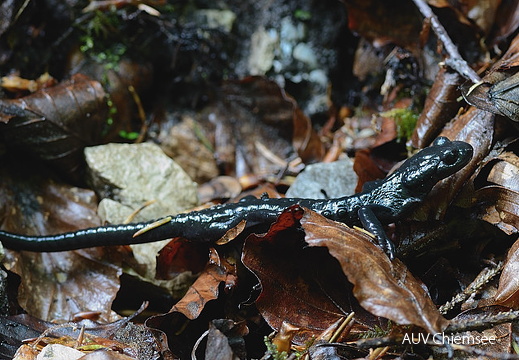 Alpensalamander  ...