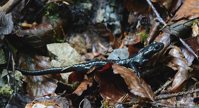 AktNatBeo-110521-jz-Alpensalamander_JZI_2174.jpg