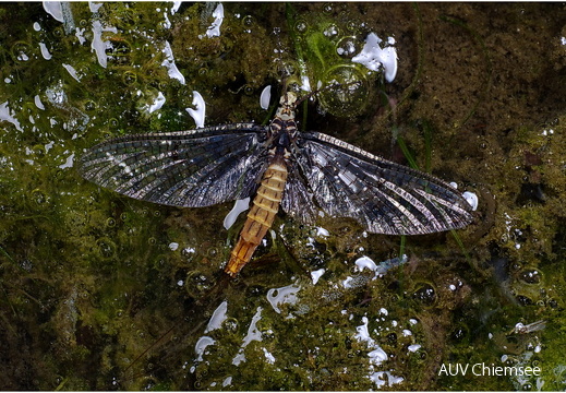 Eintagsfliege