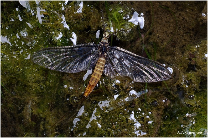 Sie leben nur ein paar Tage, währenddessen Begattung und Eiablage erfolgen und sterben dann. Sie dienen auch als Futter für
Fische und Vögel.<br />
Foto: Johann Zimmermann (Mai 2011) AktNatBeo-110500-jz-Eintagsfliege_JZI_2052.jpg