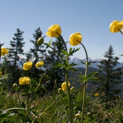 Dotterblumen auf der Hochries