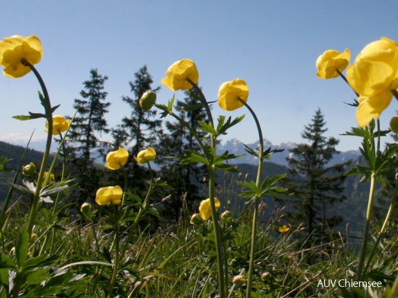 Dotterblumen auf der Hochries