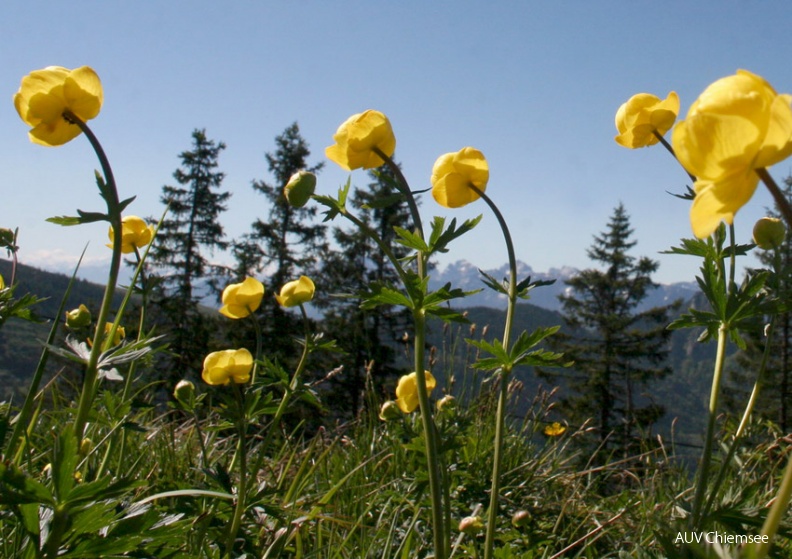 Im Wechsel der Jahreszeiten bietet die Hochries immer wieder neue Einblicke in Fauna und Flora. Auch innerhalb des Frühlings wechseln sich die Bilder am Wanderwegerand ab. Derzeit zu finden sind die stark gelbfarbenen Dotterblumen. Die Aufnahme entstand auf dem Weg vom Samerberg über die Seitenalmen hinauf zur Hochries-Gipfelhütte des Deutschen Alpenvereins.<br />
Foto: Anton Hötzelsperger, 18.05.2011 AktNatBeo-110518-ha-1DotterblumenaufderHochries.jpg