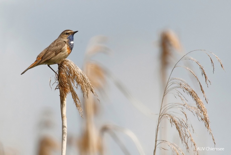 AktNatBeo-110614-mm-Blaukehlchen_147_Manitz.jpg