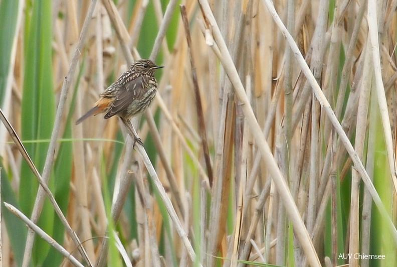 AktNatBeo-110614-mm-Blaukehlchen-jung_020_Manitz.jpg