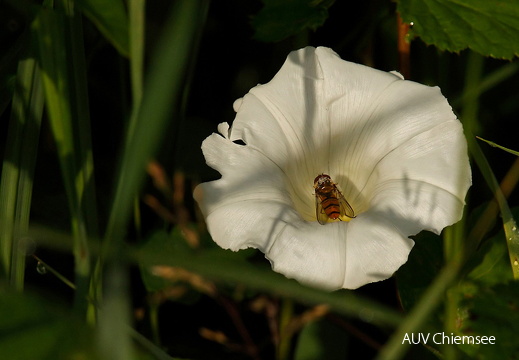 Zaunwinde
